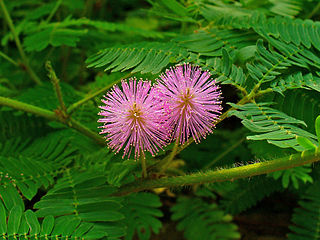 Der tropische Halbstrauch Mimose