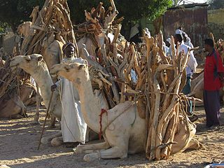 Dromedare in Eritrea mit Brennholz beladen