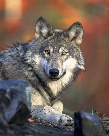 Liegender Wolf.